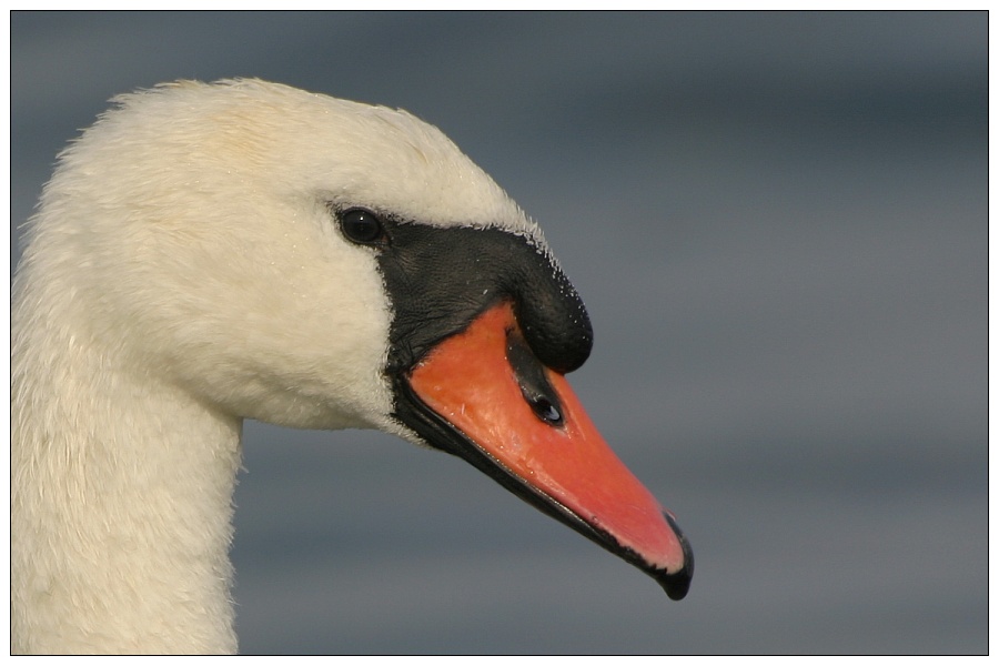 der Höcker vom Schwan