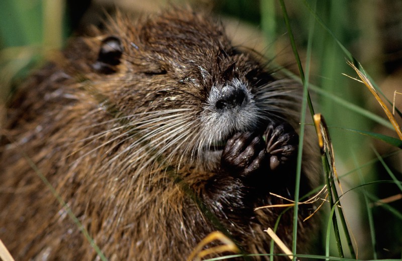 Nutria ND