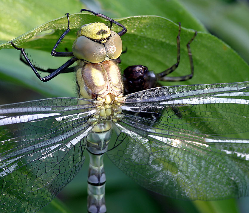 Libelle mit Exhuvie, ND.