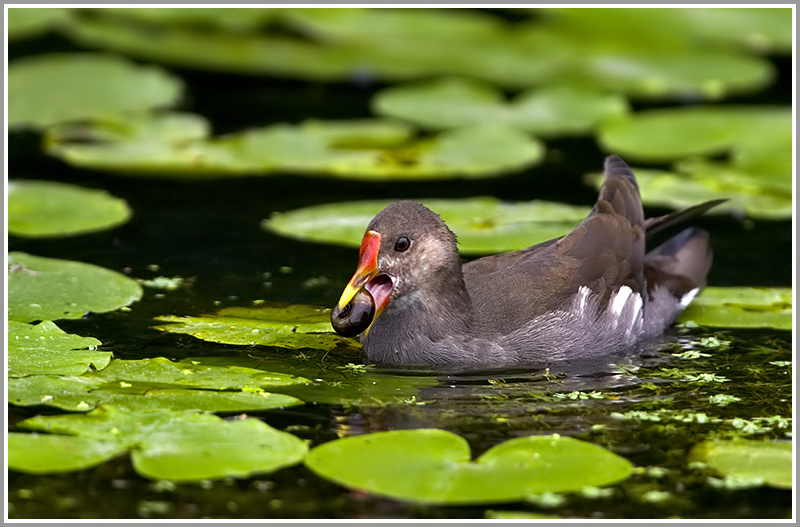 Teichhuhn (Gallinula chloropus)