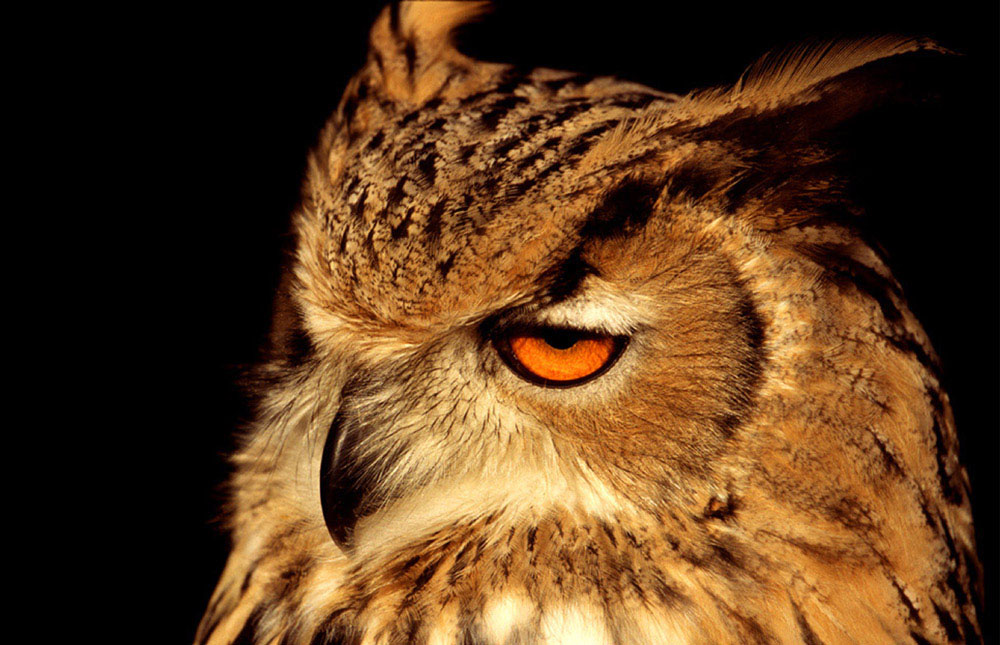34 M1 88 Uhu  Bubo bubo ZO
