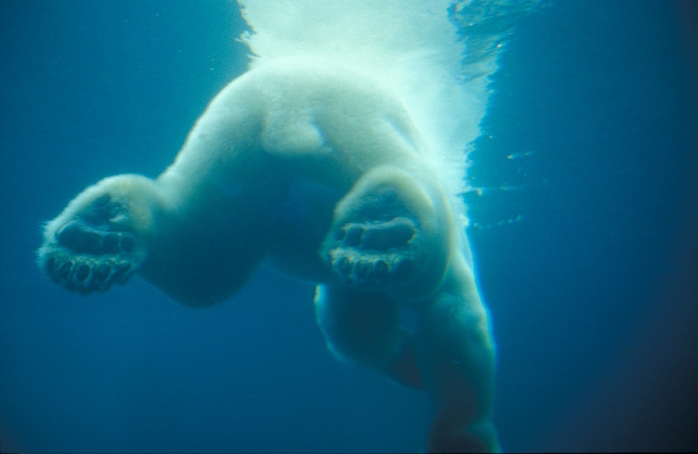 Ein Eisbär sagt Tschüß (ZO)