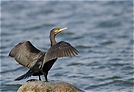 ND: Kormoran