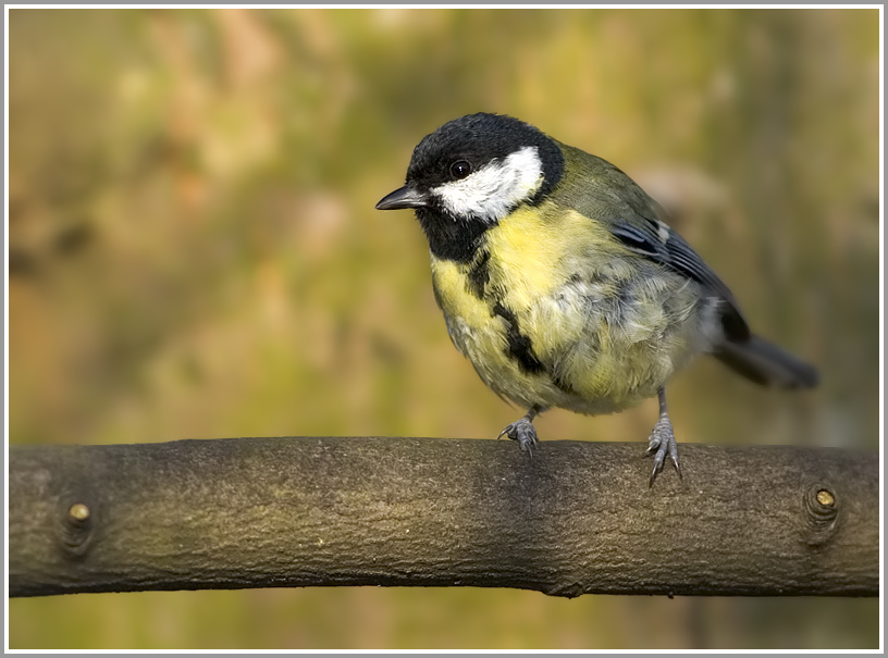 Kohlmeise (Parus major)