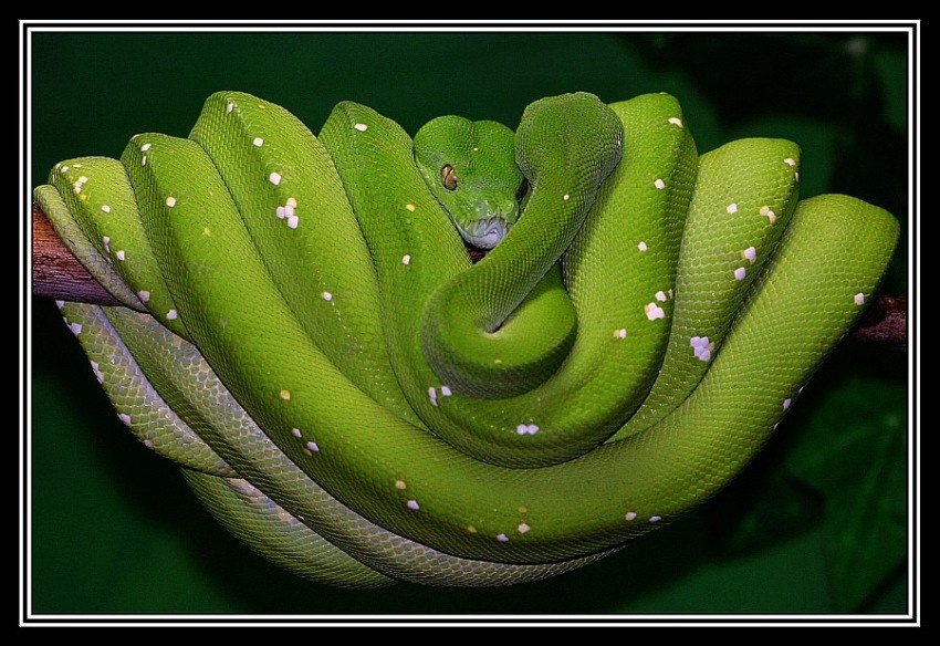 Das doppelte Lottchen Baumpython ZOO