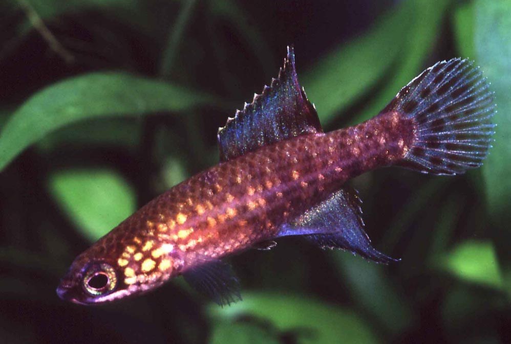 Campellolebias dorsimaculatus - male ND
