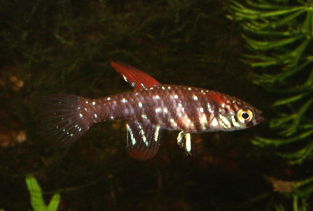 Plesolebias aff. lacerdai - male ND
