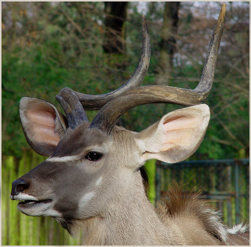 Grosser Kudu