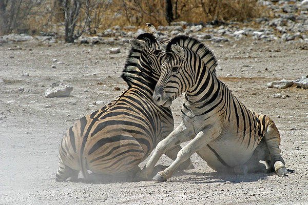 Zebras