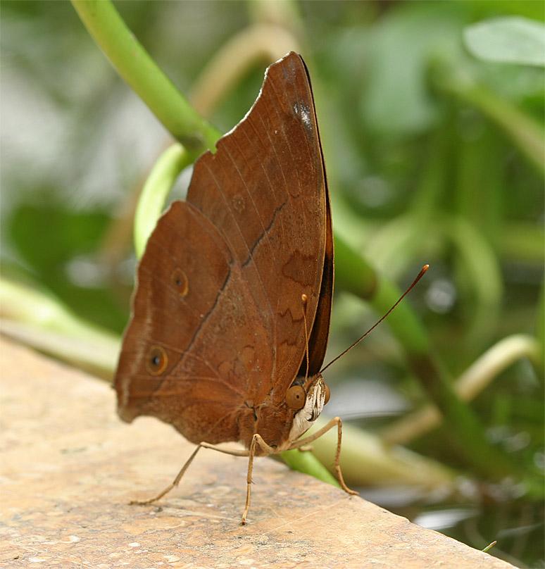 Edlefalter (Kallima inachus) [ZO]