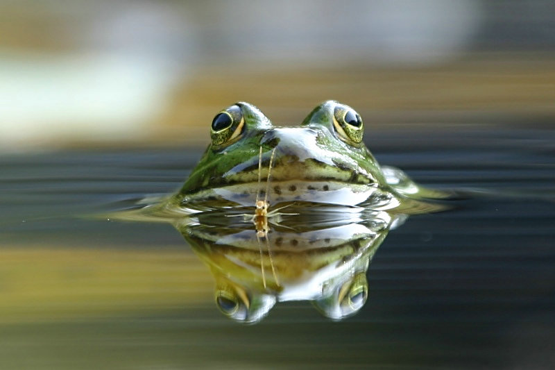 Wasserläufer [ND]