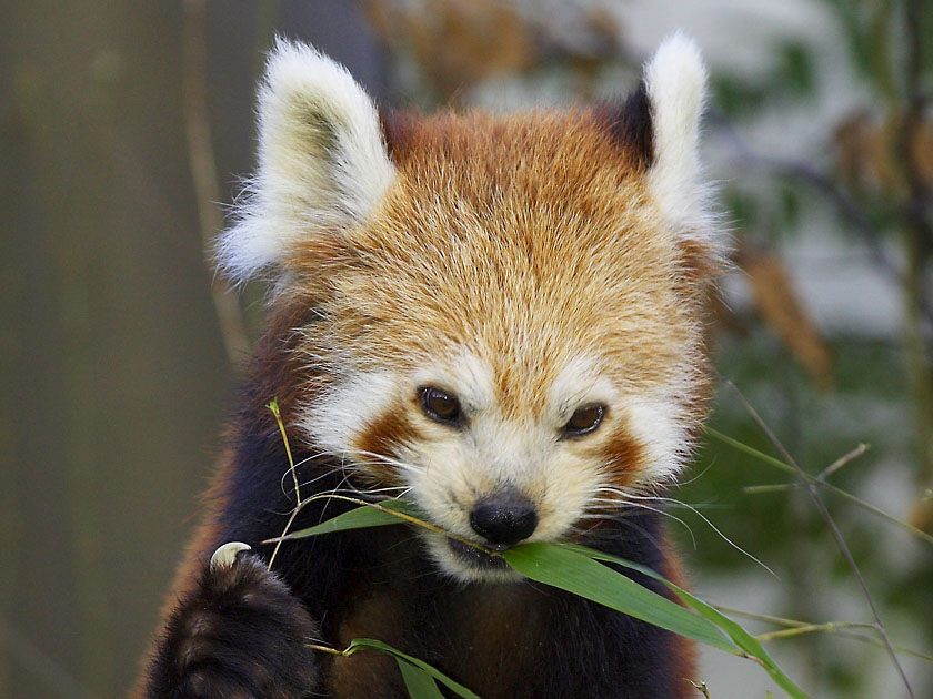 Roter Panda Bär [Zo]