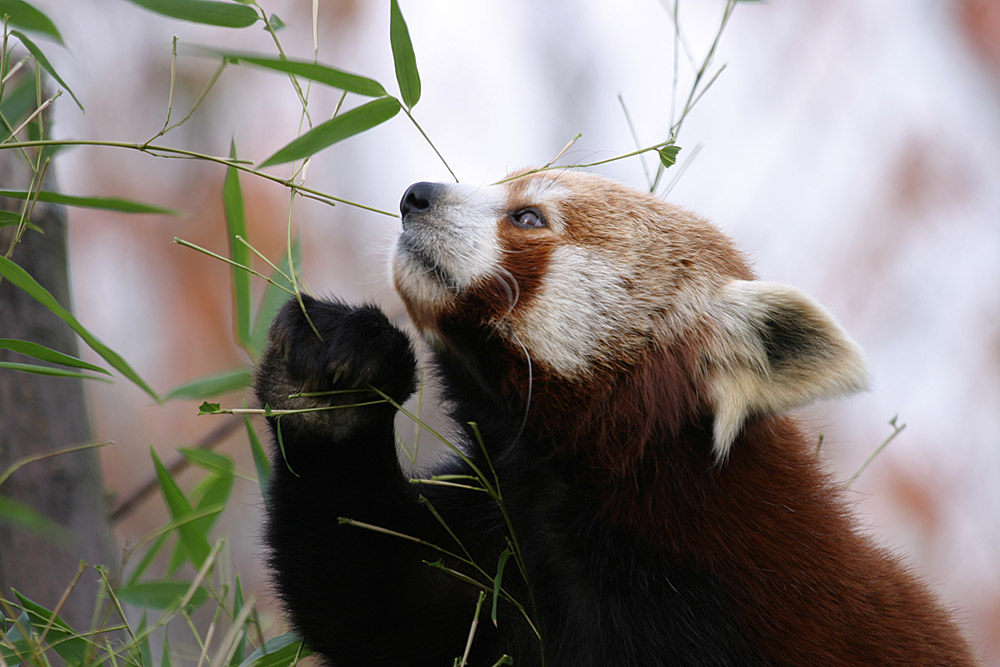 Kleine Pandas