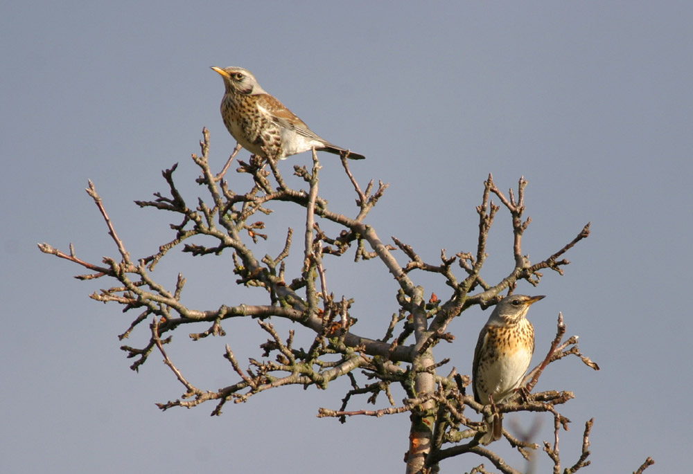 Wachholderdrossel, Turdus pilaris ND