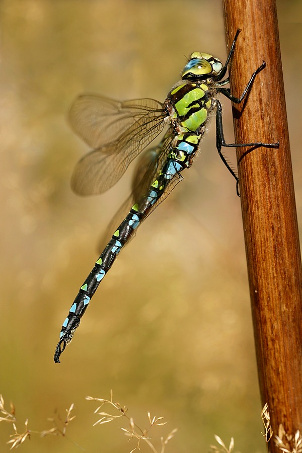 Männchen der Blaugrünen Mosaikjungfer (Aeshna cyanea)