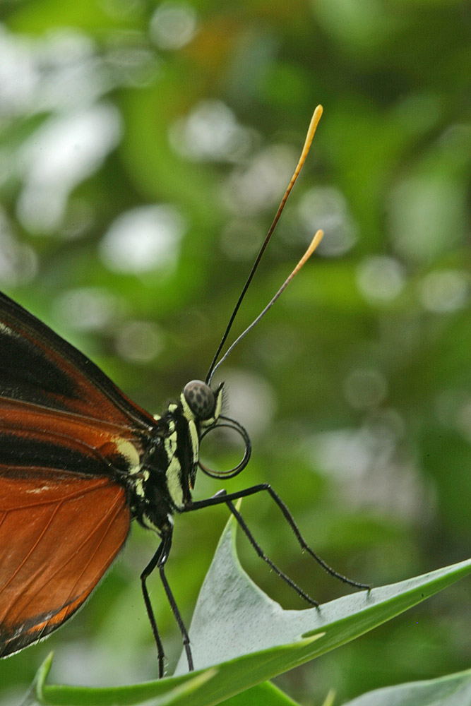 Passionsblumenfalter - Heliconius ismenius [ZO]