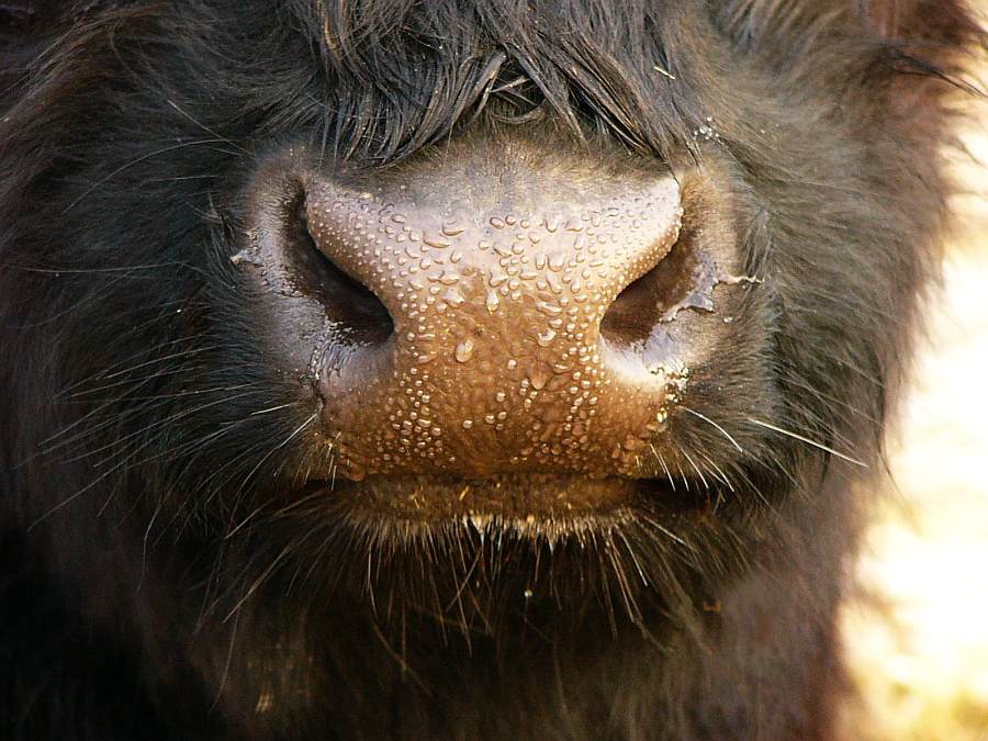Nase...Na und ob..:-))  [KD]
