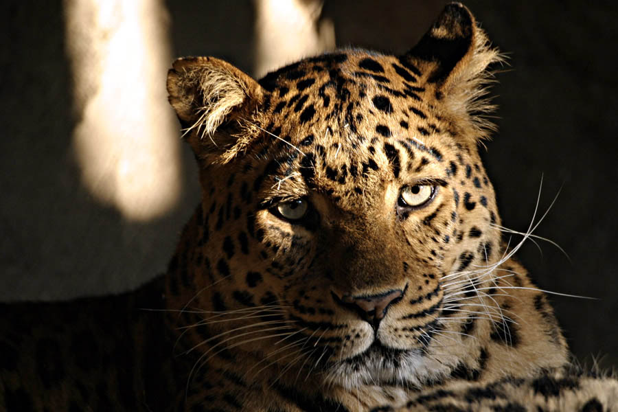 Benni aus dem Hagenbeck