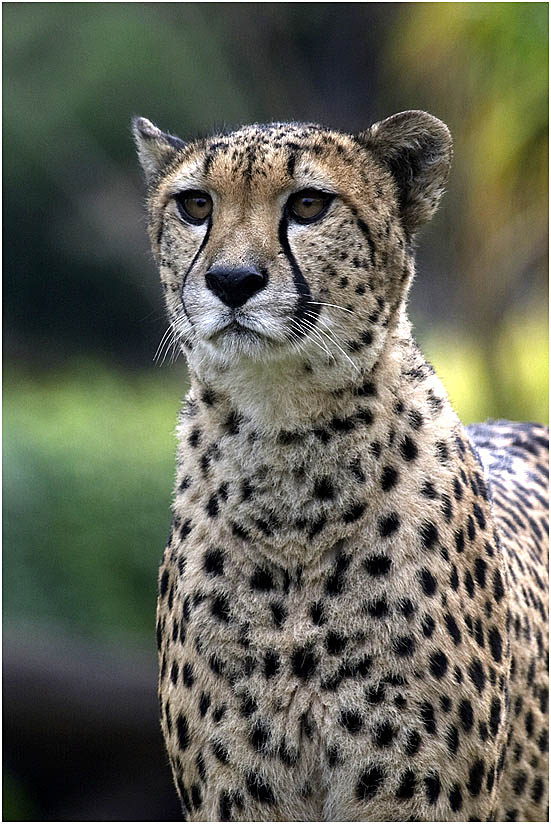 ZO: Gepard im Kölner Zoo