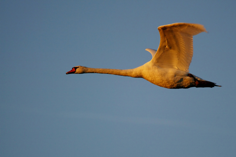 Flug im Abendlicht