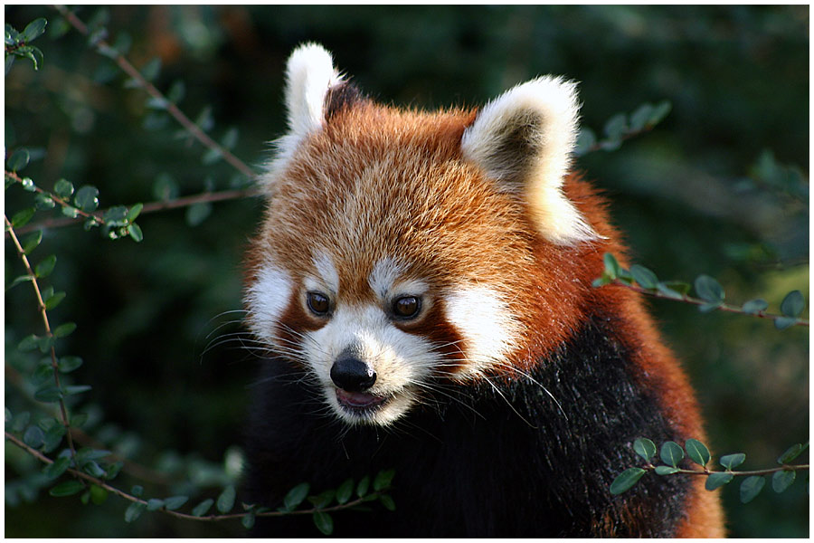 Kleiner Panda ZO