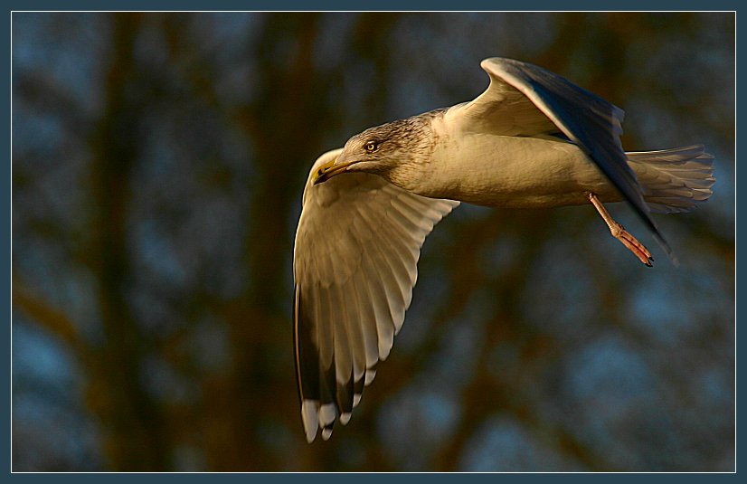 Flug in die Abendsonne Naturdokument nicht arrangiert oder manipuliert