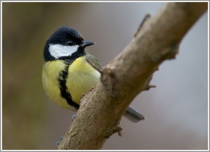 Kohlmeise (Parus major)