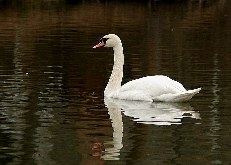 ND : Schwan,