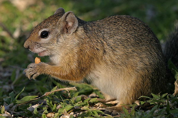 Hörnchen beim Abendessen [KD]