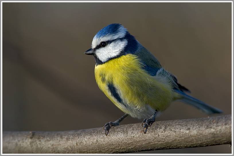 Blaumeise (Parus caeruleus)