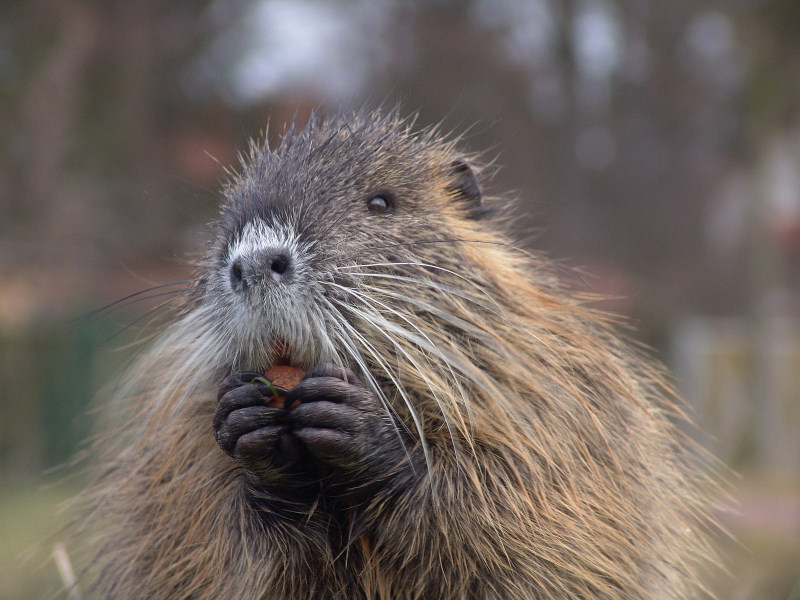 Nutria ND