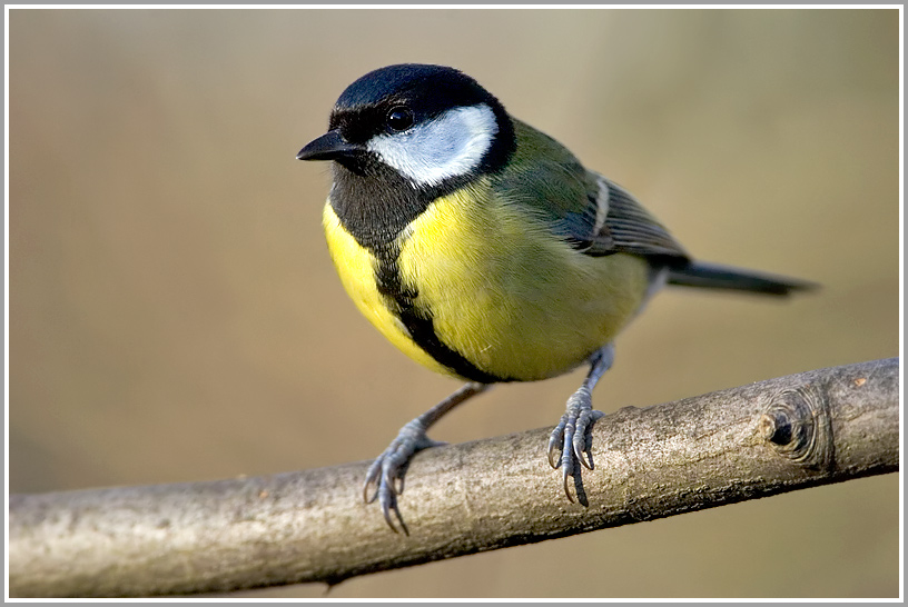 Kohlmeise (Parus major)