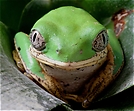 [zo]Lemurengreiffrosch