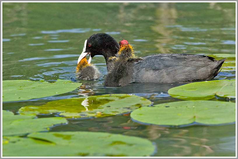 Blässhuhn (Fulica atra)