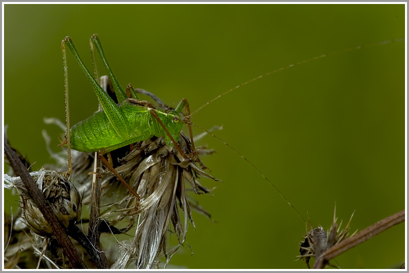 Punktierte Zartschrecke (Leptophyes punctatissima)