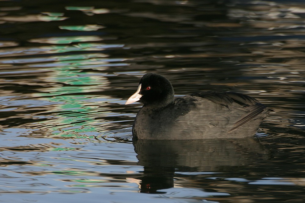 Hafenhuhn ND