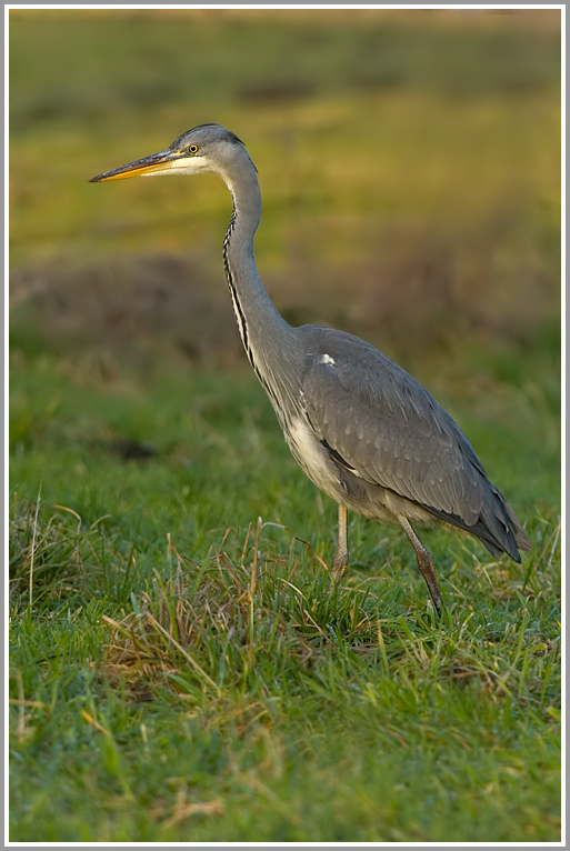 Graureiher (Ardea cinerea)