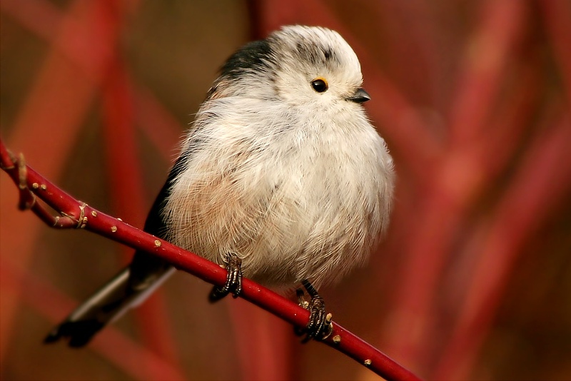 Schwanzmeise (Aegithalus caudatus)