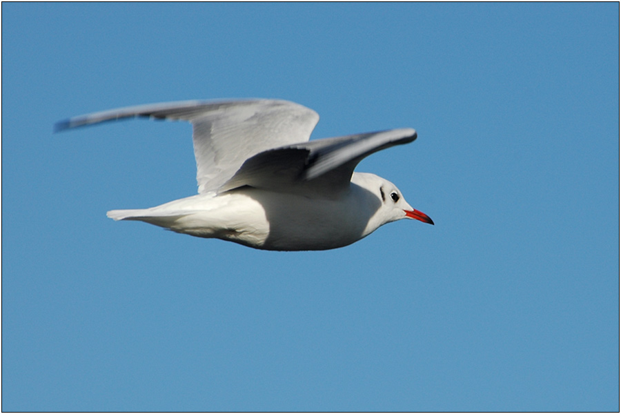 Überflieger