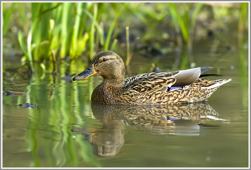 Stockente weiblich (Anas platyrhynchos)