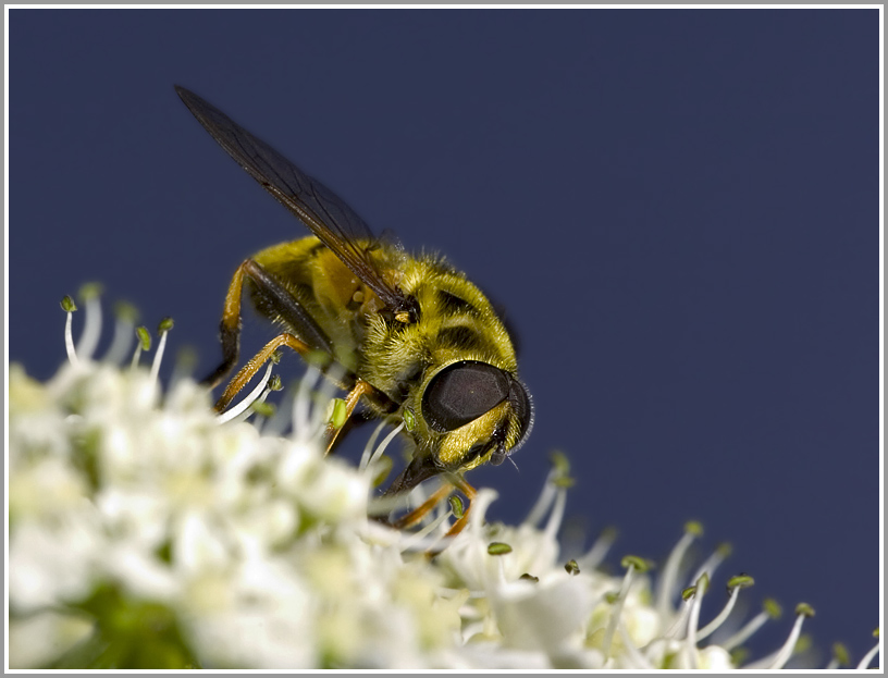 Schwebfliege