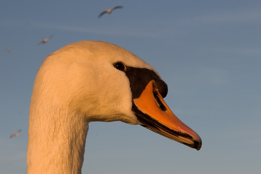 Höckerschwan [ND]