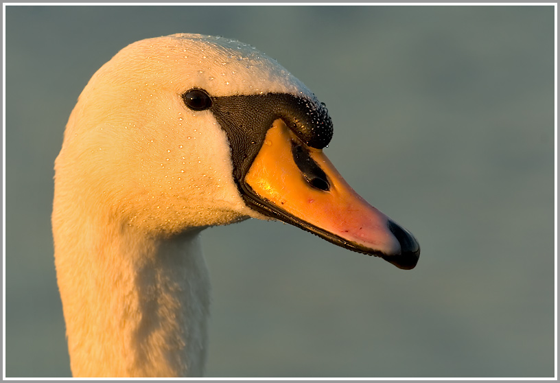 Höckerschwan (Cygnus olor)