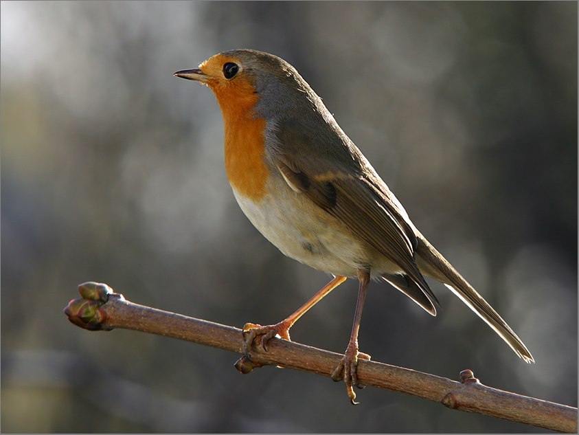 robin redbreast (KD)