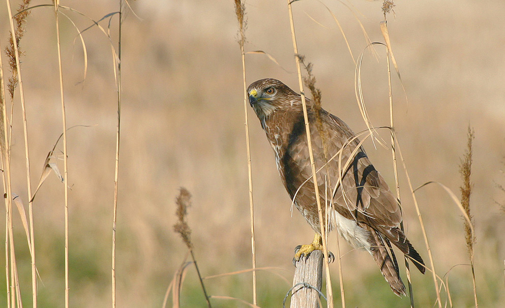 Bussard...