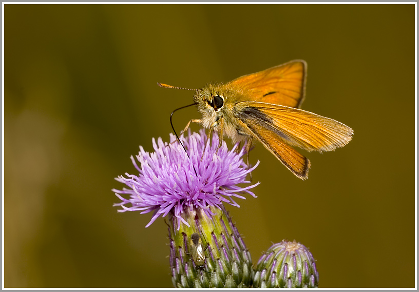 Ockergelber Dickkopffalter (Thymelicus sylvestris)