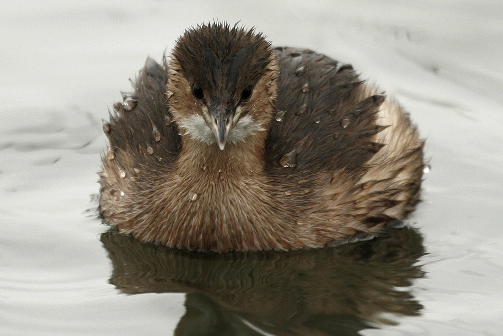 Zwergtaucher Portrait