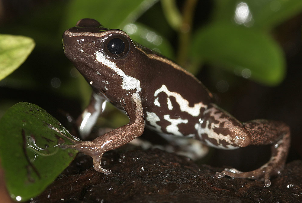 Phyllobates Lugubris [ZO]