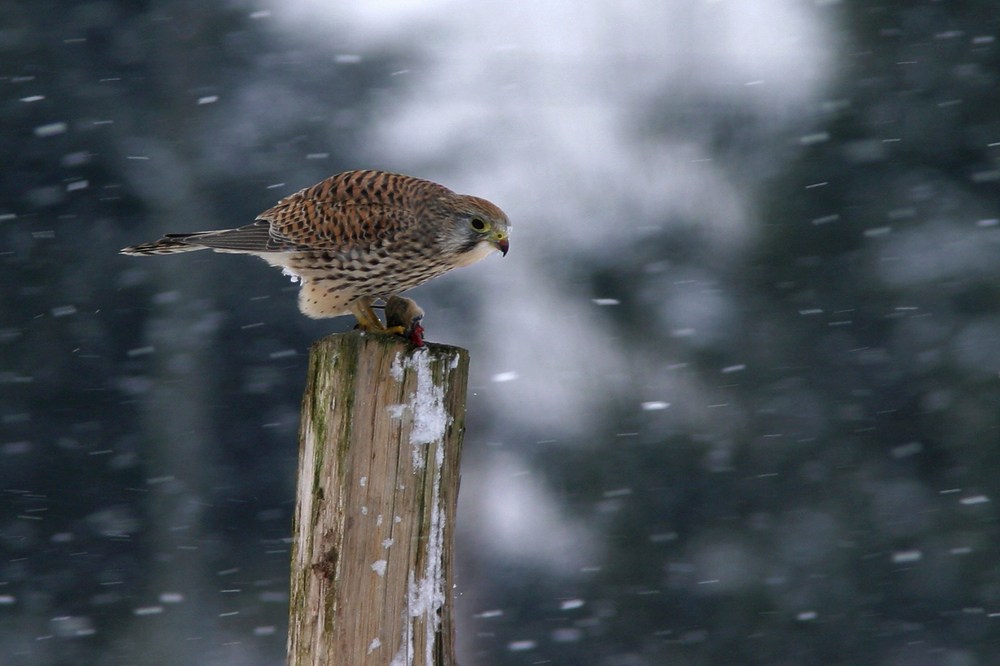 Turmfalke mit Maus - ND