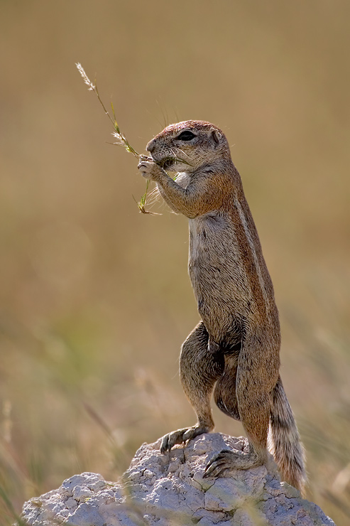 Erdhörnchen [ND]